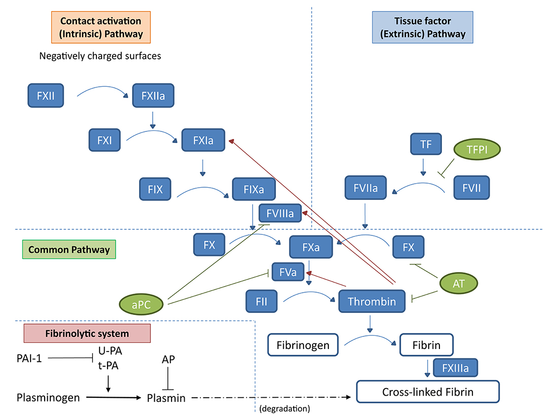 PDF] Searching for differences between fibrinogen and fibrin that affect  the initiation of fibrinolysis.