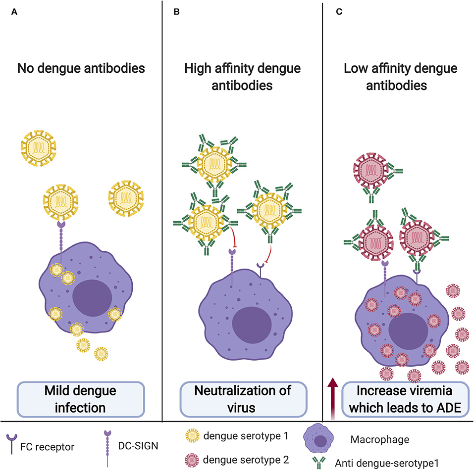 Virus тест. Antibody dependent Enhancement. Antibody dependent Enhancement of infection. Asma antibody. Antibody dependent Enhancement vaccination Covid-19.