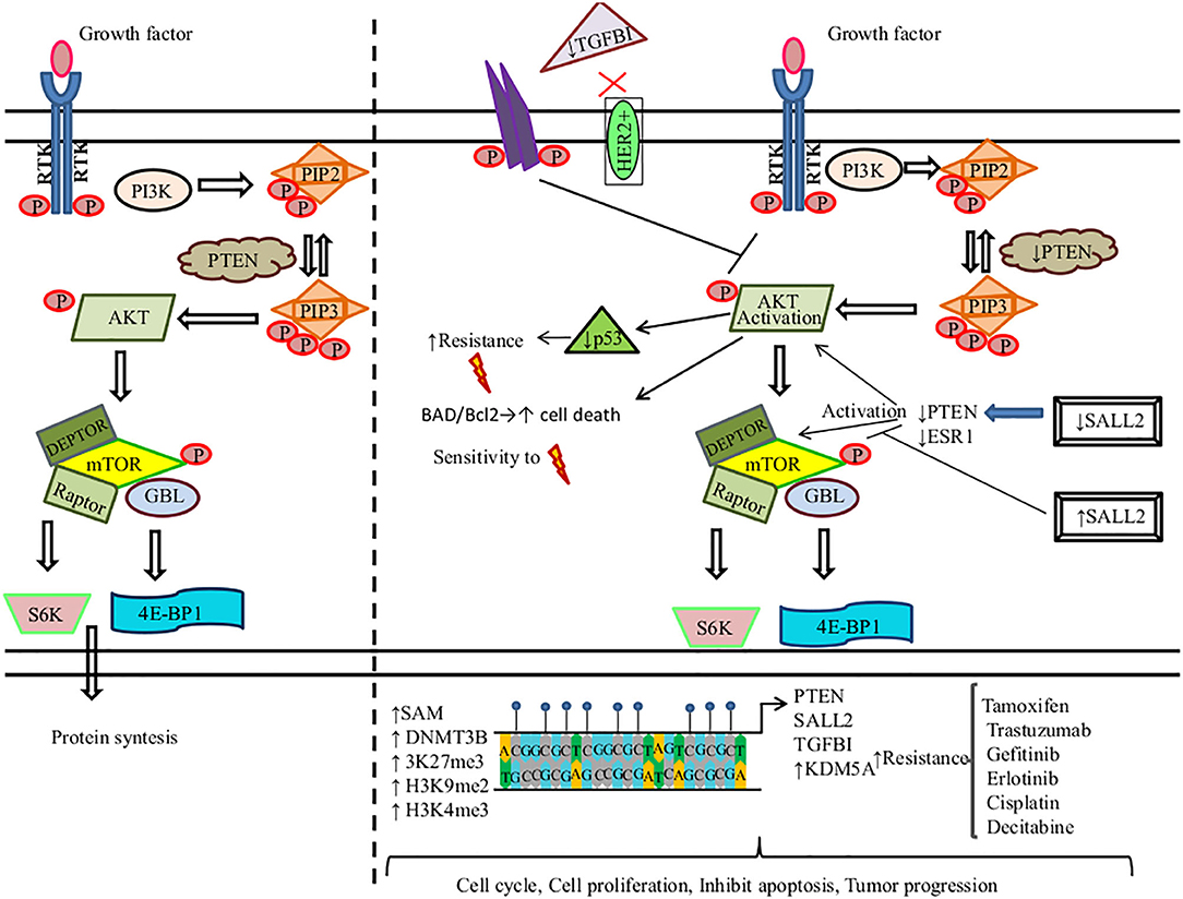 Assessment of transduction of ABCC5 adenovirus in MCF-7 cells. a ABCC5