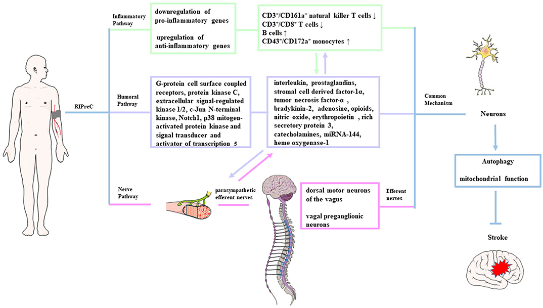 Frontiers Review Cerebral Ischemic Tolerance And Preconditioning Methods Mechanisms Clinical Applications And Challenges Neurology