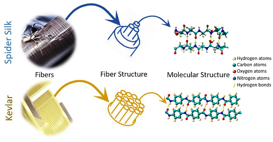 Spider Silk Is Strong Because It's Smart