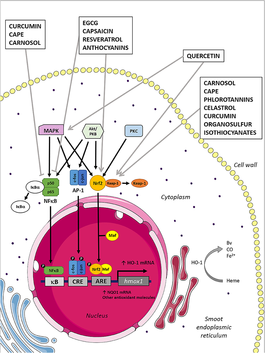 Frontiers Naturally Derived Heme Oxygenase 1 Inducers And Their Therapeutic Application To Immune Mediated Diseases Immunology