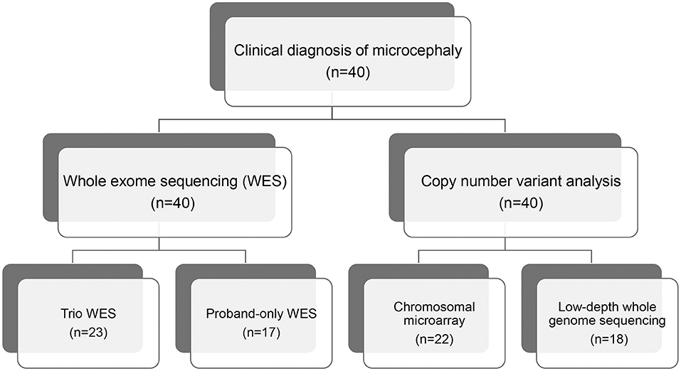 In Autosomal Dominant Inheritance Jsp Lang