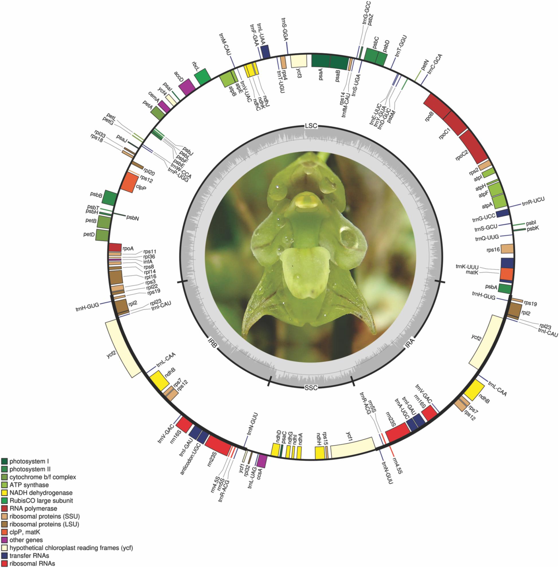 Frontiers  Comparative Plastid Genomics of Neotropical