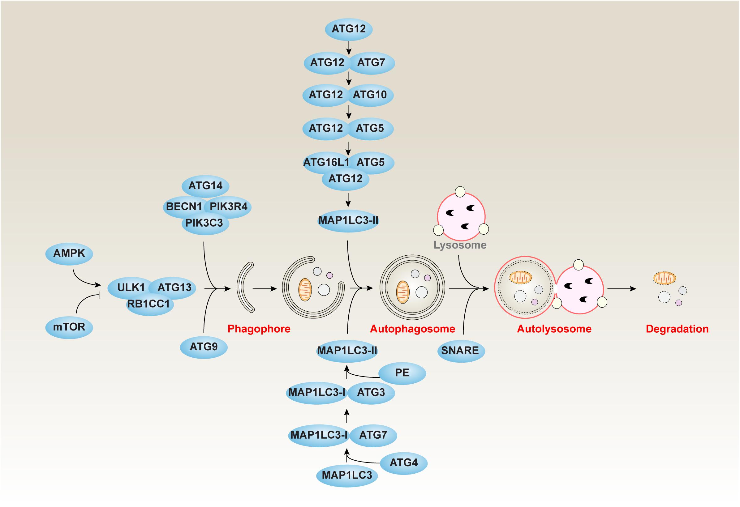 Autophagy and lipid metabolism