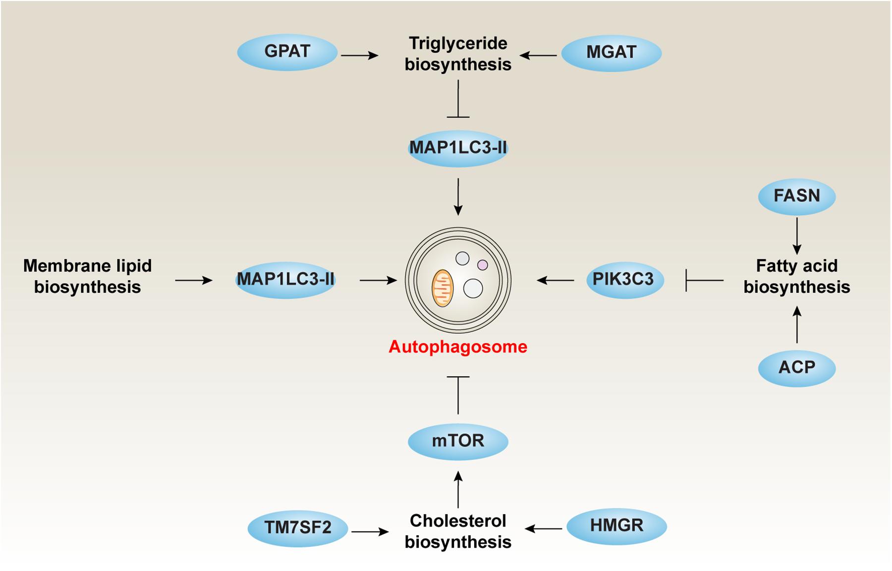 Autophagy and lipid metabolism