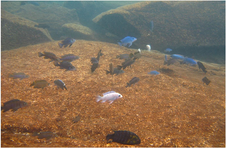Figure 1 - Cichlid fish species in Lake Malawi exhibit great diversity in shape, size, and color (Image credit: Isabel Magalhaes).