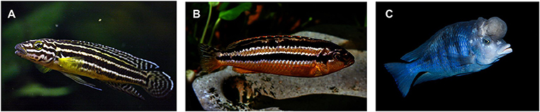 Figure 2 - The Convict Julie (A) and the Golden Mbuna (B) live in similar habitats but in different lakes, and they have evolved similar body size and characteristics, such as a streamlined body shape, golden body colour and dark horizontal stripes.