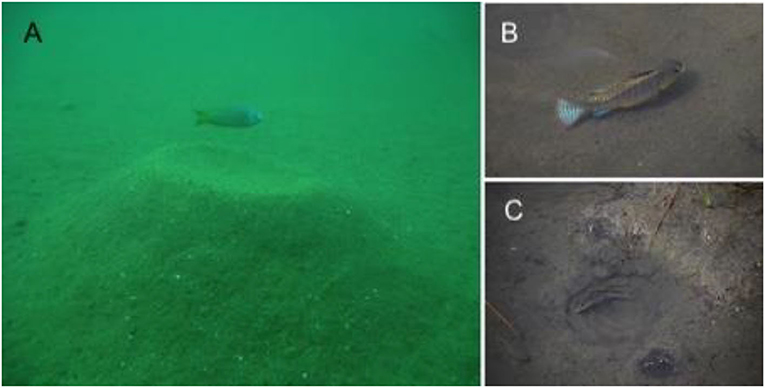 Figure 3 - (A) A male of a bower-building cichlid species from Lake Malawi defending their territory around a bower built to attract potential mates (Photograph credit: Isabel Magalhaes) (B,C) Soda cichlids on bowers (Photograph credits: Antonia Ford).