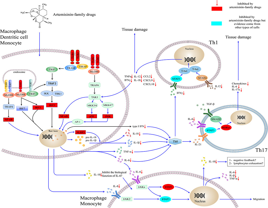 Frontiers Cytokine Storm In Covid 19 The Current Evidence And Treatment Strategies Immunology