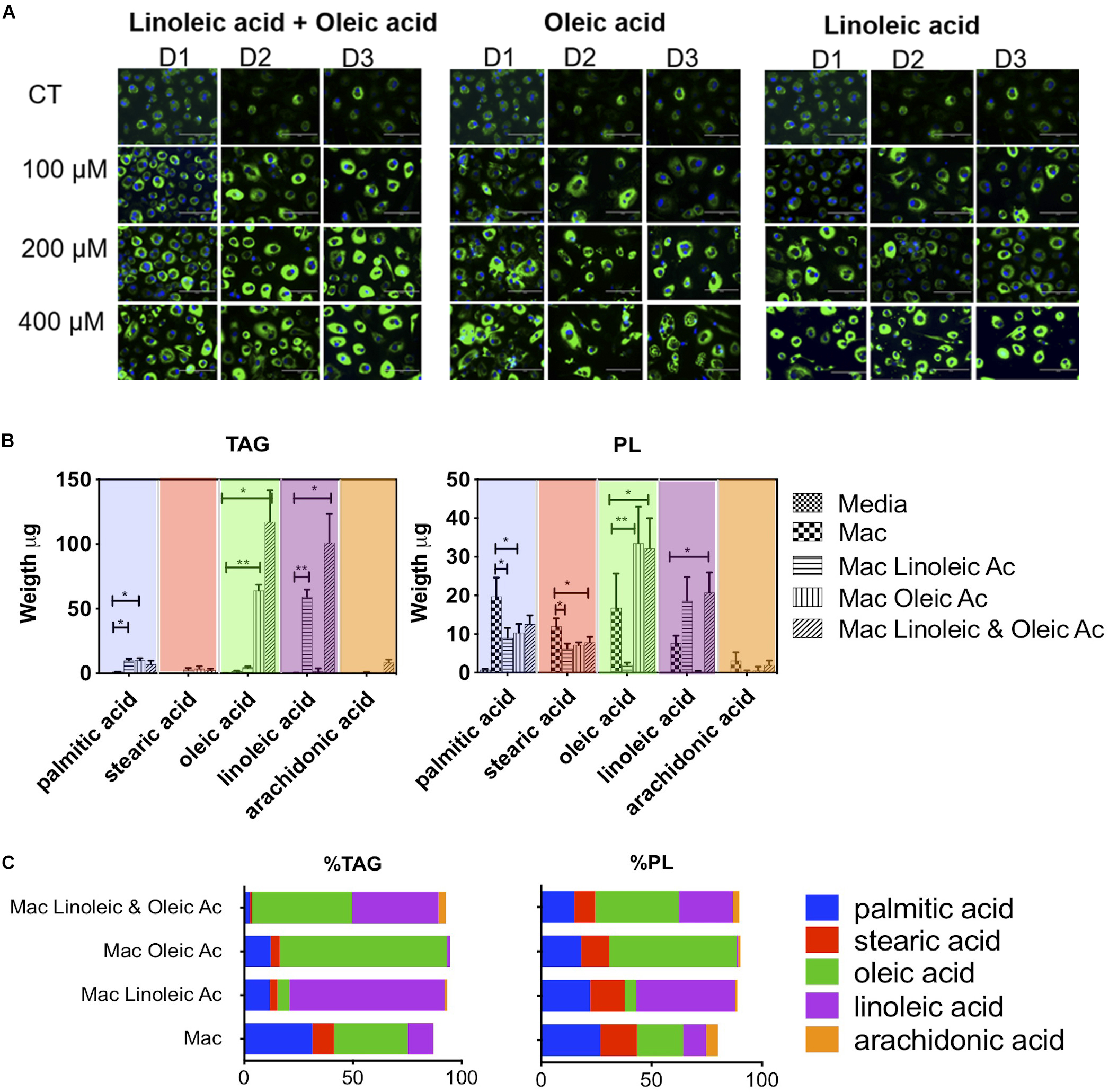 Caseum development is the process of lipid enrichment with necrosis