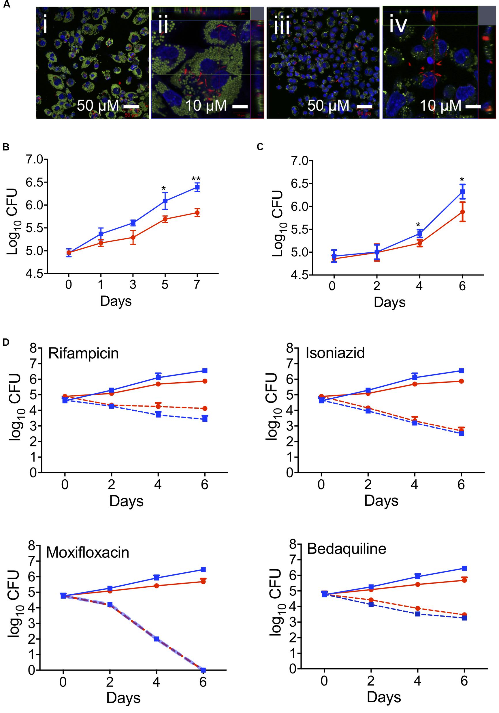 Caseum development is the process of lipid enrichment with necrosis