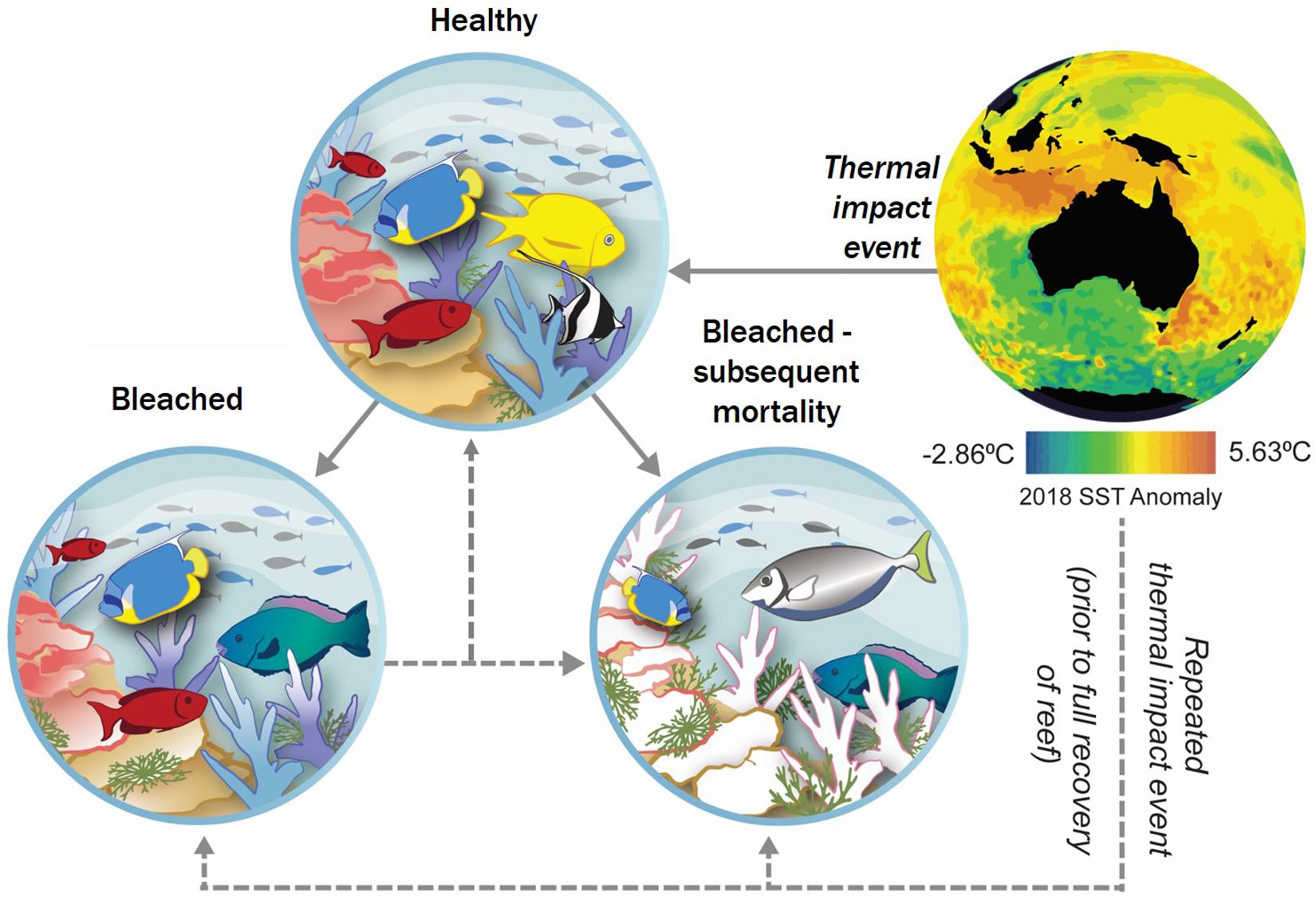 Frontiers  Between a Reef and a Hard Place: Capacity to Map the Next Coral  Reef Catastrophe