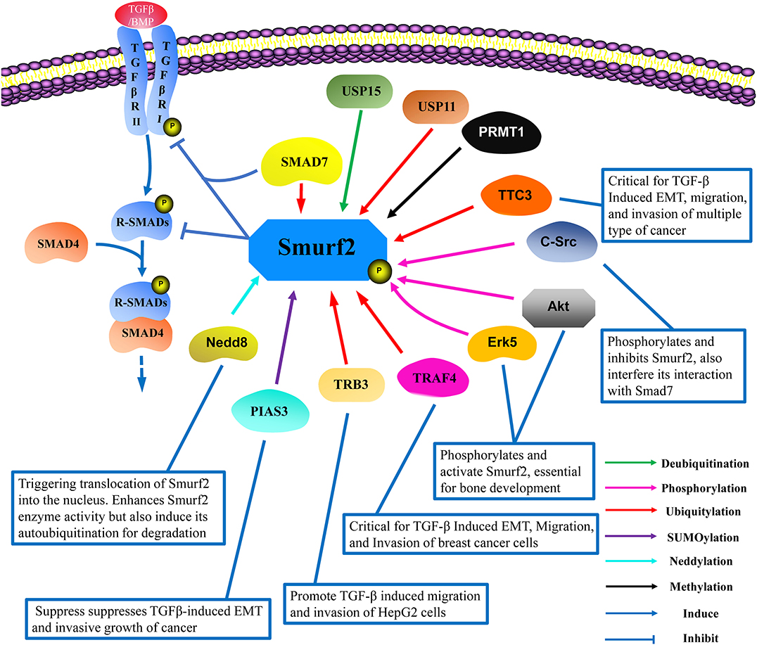 Frontiers | The Post-translational Modifications of Smurf2 in TGF-β  Signaling