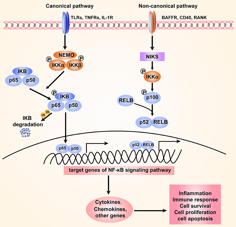 defect merk op Stevig Frontiers | The NF-κB Signaling Pathway, the Microbiota, and  Gastrointestinal Tumorigenesis: Recent Advances