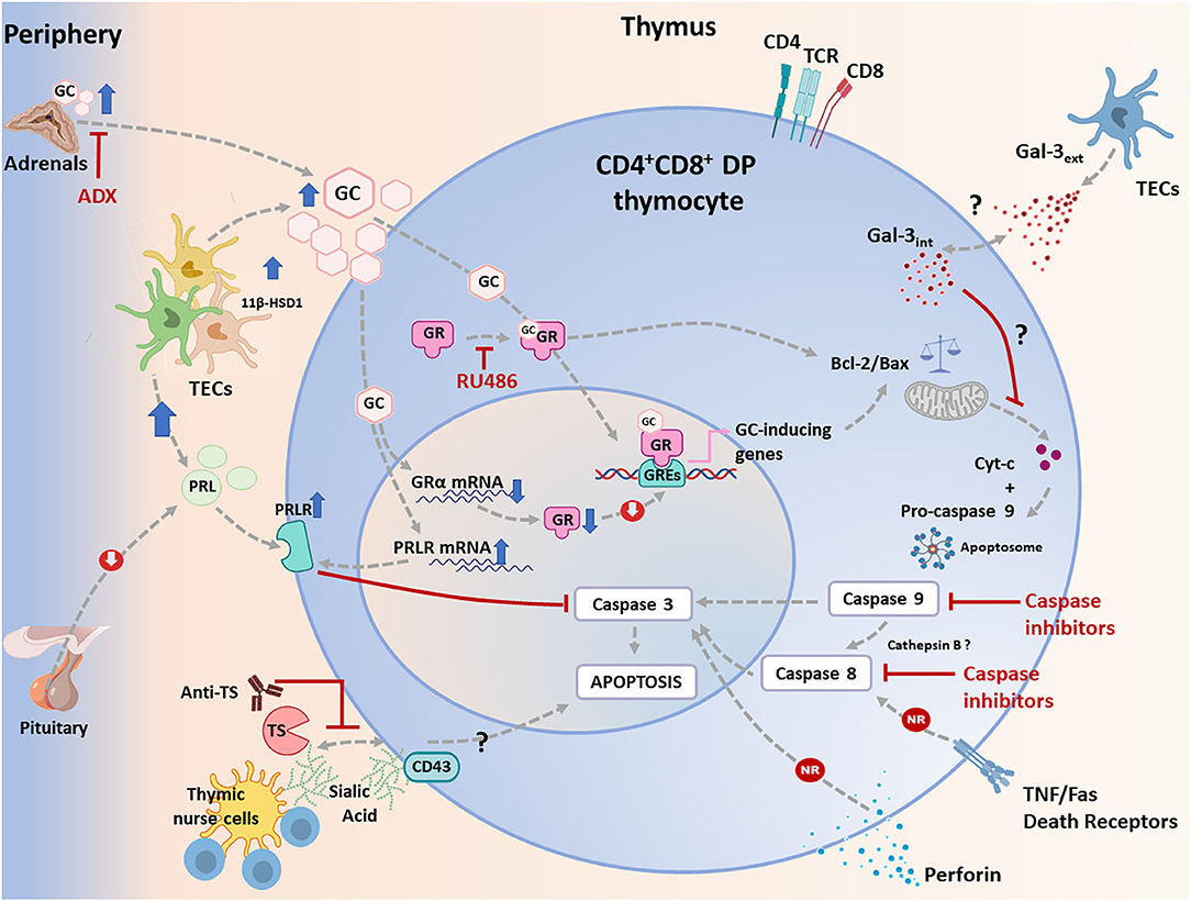 Frontiers  Comparative microRNA profiling of Trypanosoma cruzi infected  human cells