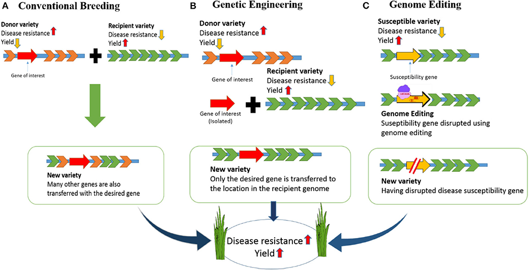 Frontiers Genome Editing Technologies For Rice Improvement Progress Prospects And Safety Concerns Genome Editing