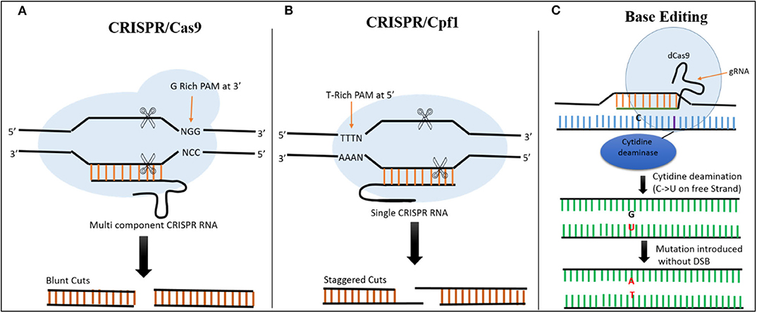 Frontiers Genome Editing Technologies For Rice Improvement Progress Prospects And Safety Concerns Genome Editing