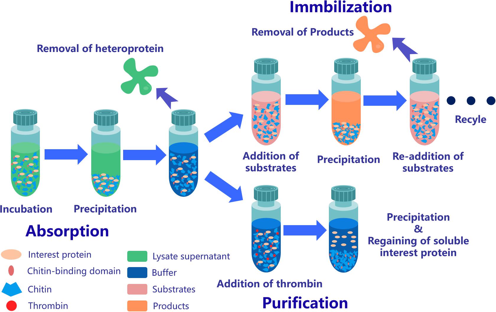 Frontiers | Immobilization and Purification of Enzymes With the Novel Affinity Tag ChBD-AB From Chitinolyticbacter meiyuanensis SYBC-H1