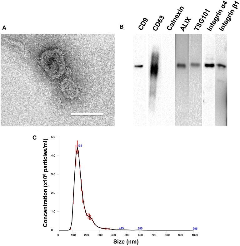 Engineering of Extracellular Matrix‐Like Biomaterials at Nano‐ and M