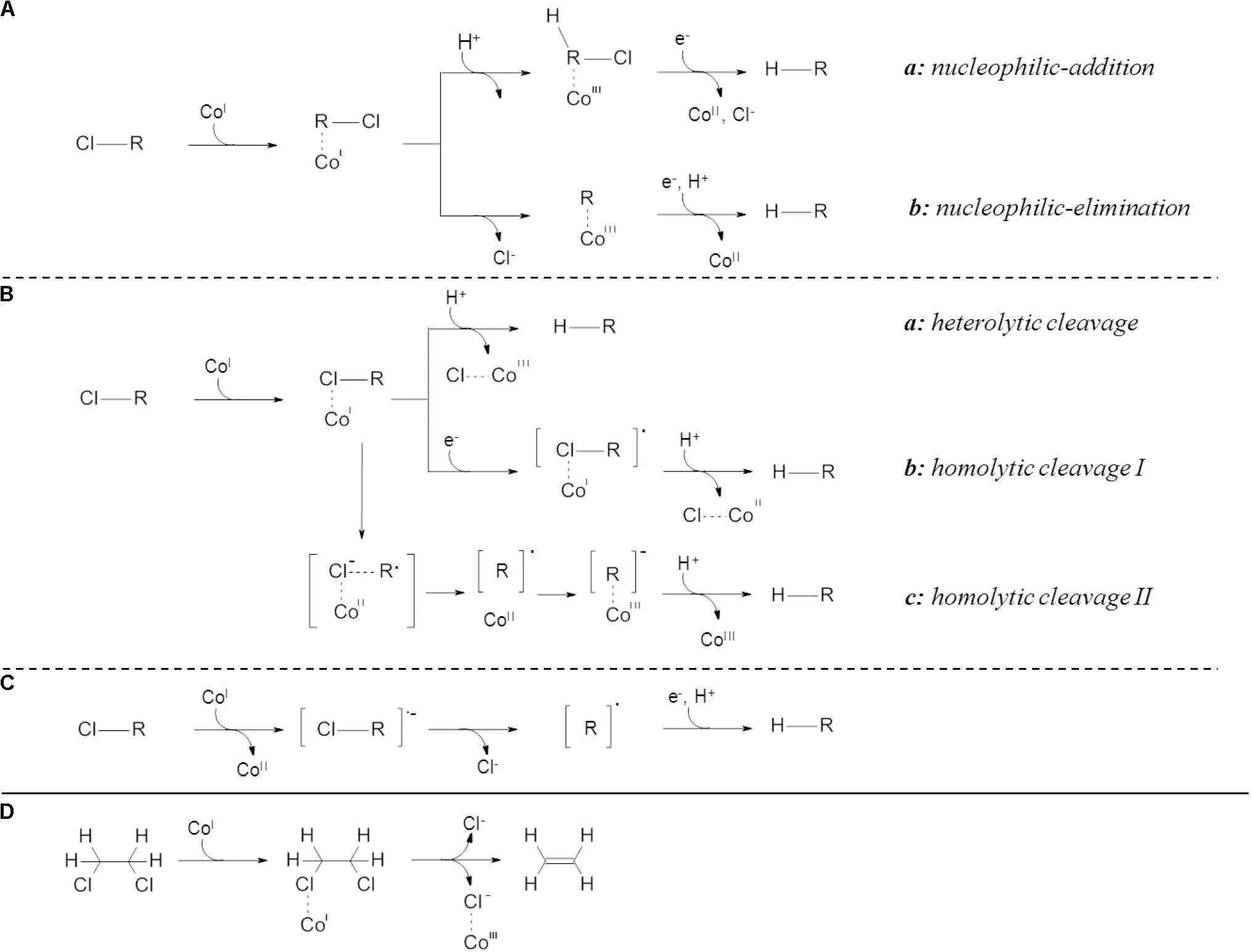 Frontiers Dual Element C Cl Isotope Analysis Indicates Distinct Mechanisms Of Reductive Dehalogenation Of Chlorinated Ethenes And Dichloroethane In Dehalococcoides Mccartyi Strain Btf08 With Defined Reductive Dehalogenase Inventories Microbiology