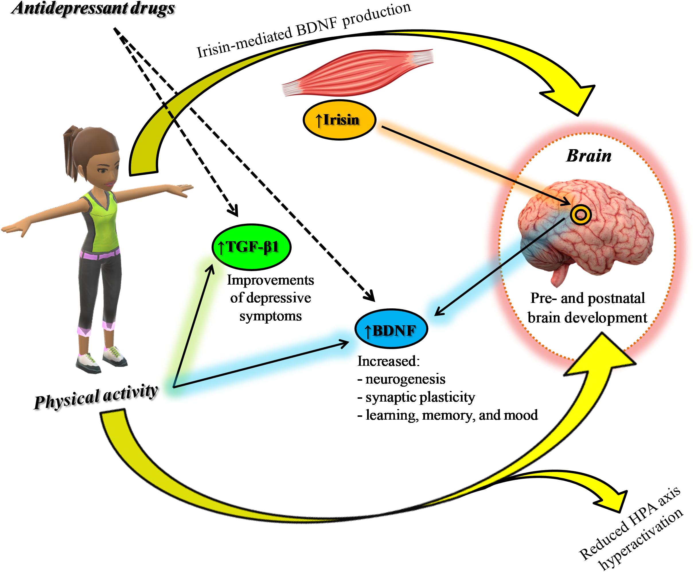 Frontiers | Antidepressant Drugs and Physical Activity: A Possible ...