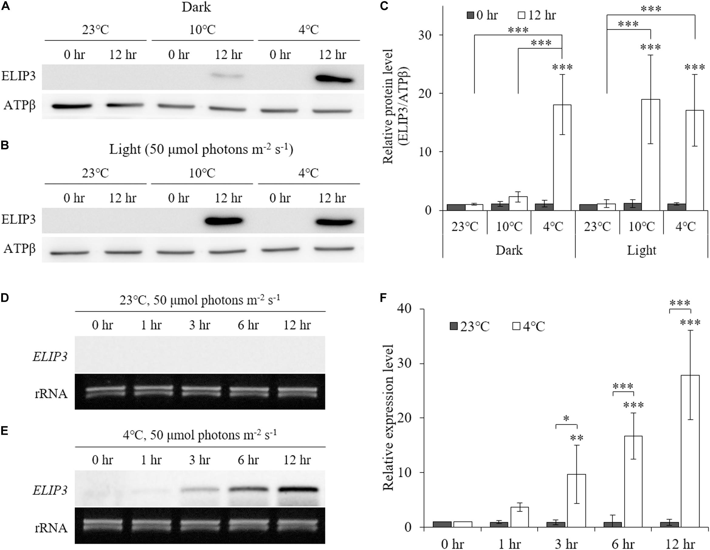 The Extended Light-Harvesting Complex (LHC) Protein Superfamily:  Classification and Evolutionary Dynamics