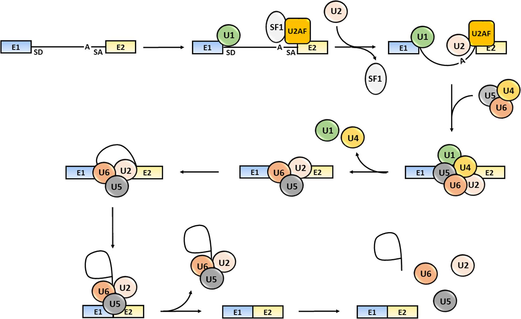 Hpv rna magas kockázatú e6 e7