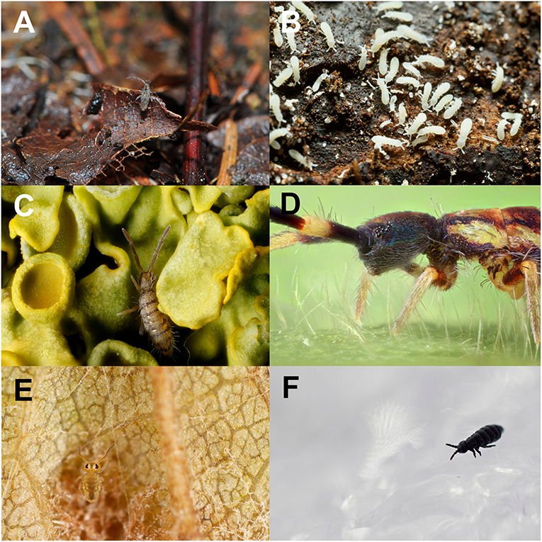 Figure 1 - Springtails in their natural environments all over the world.
