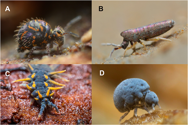 Springtail, Insects, Soil Dwellers, Microarthropods