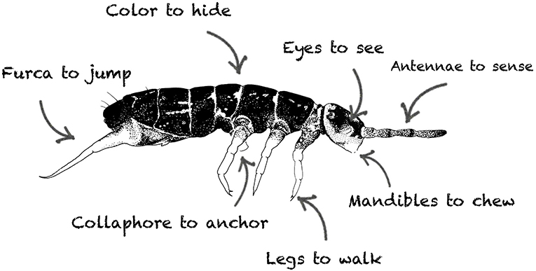 Springtails—Worldwide Jumpers · Frontiers for Young Minds