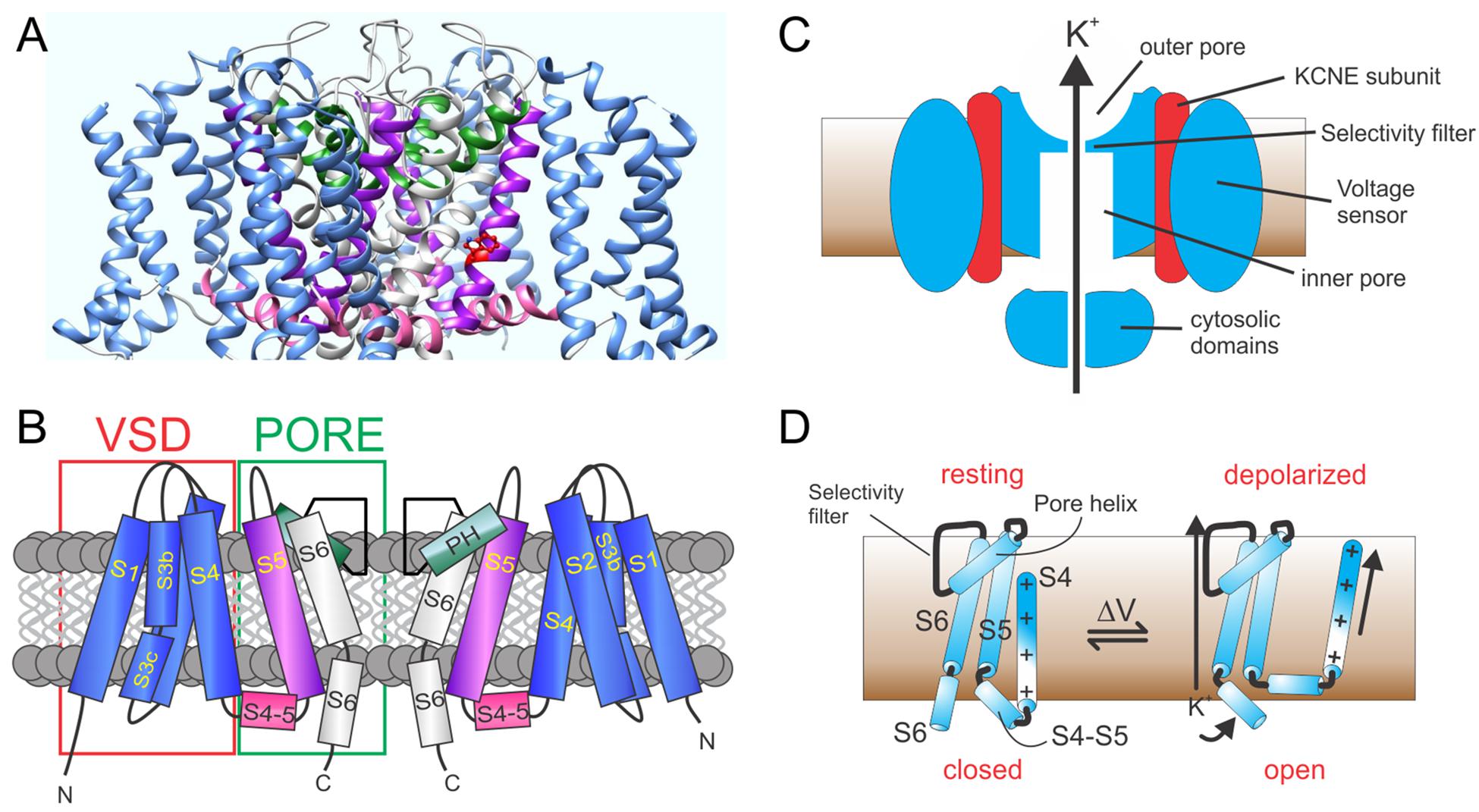 voltage gated ion channels animation