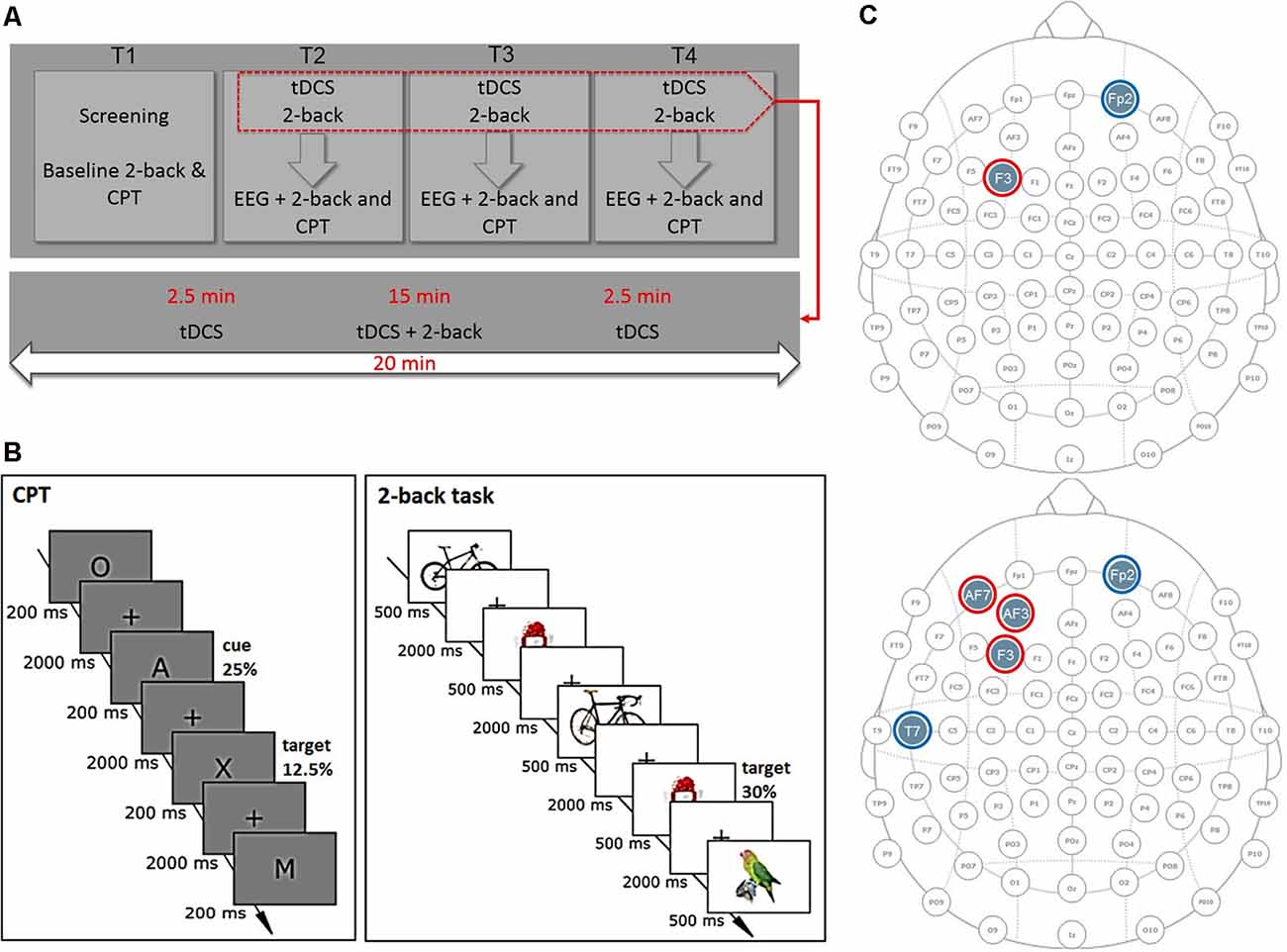 dorsolateral prefrontal cortex tdcs