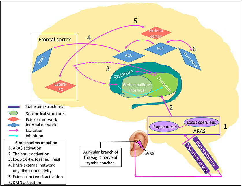 The vagus afferent network: emerging role in translational connectomics in:  Neurosurgical Focus Volume 45 Issue 3 (2018) Journals