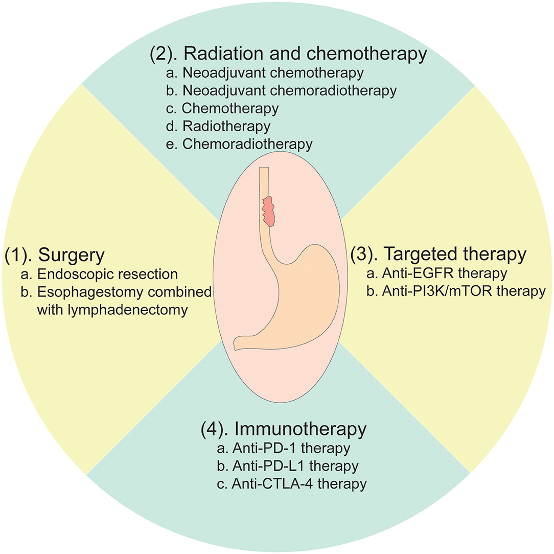 Hormone Therapy for Esophageal Cancer - Rijal's Blog