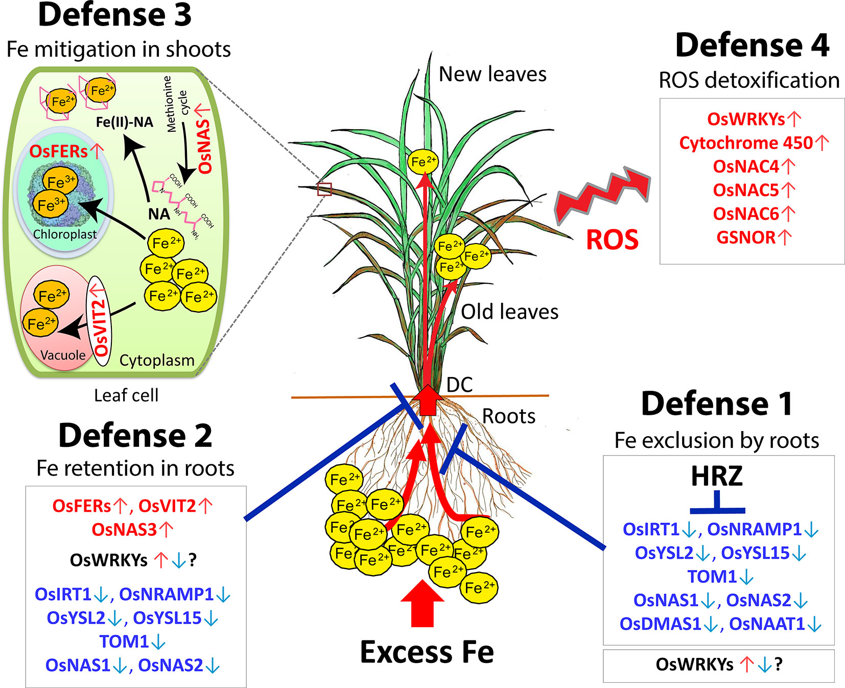 Frontiers How Does Rice Defend Against Excess Iron? Physiological