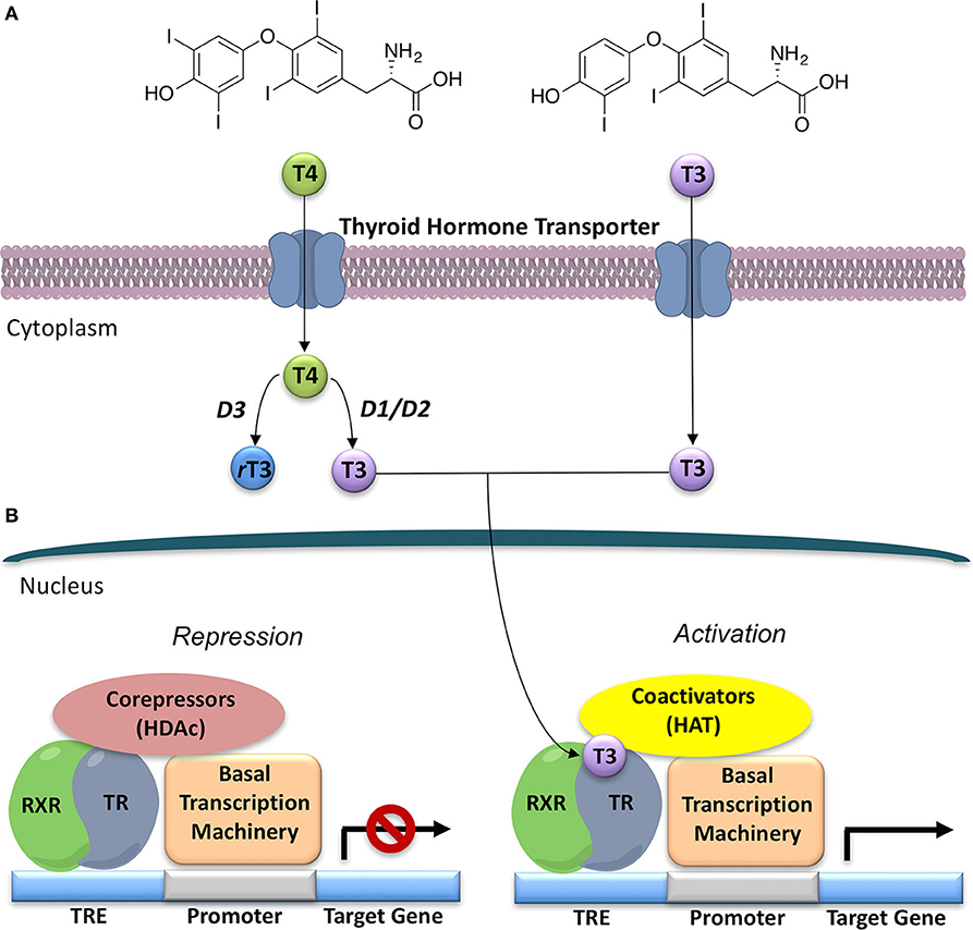 Frontiers  Selective Thyroid Hormone Receptor-Beta (TRβ) Agonists: New  Perspectives for the Treatment of Metabolic and Neurodegenerative Disorders