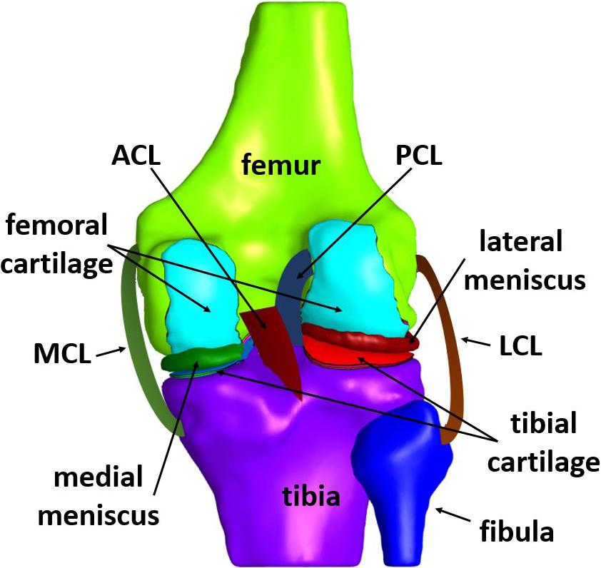 Acl Mcl Knee Anatomy