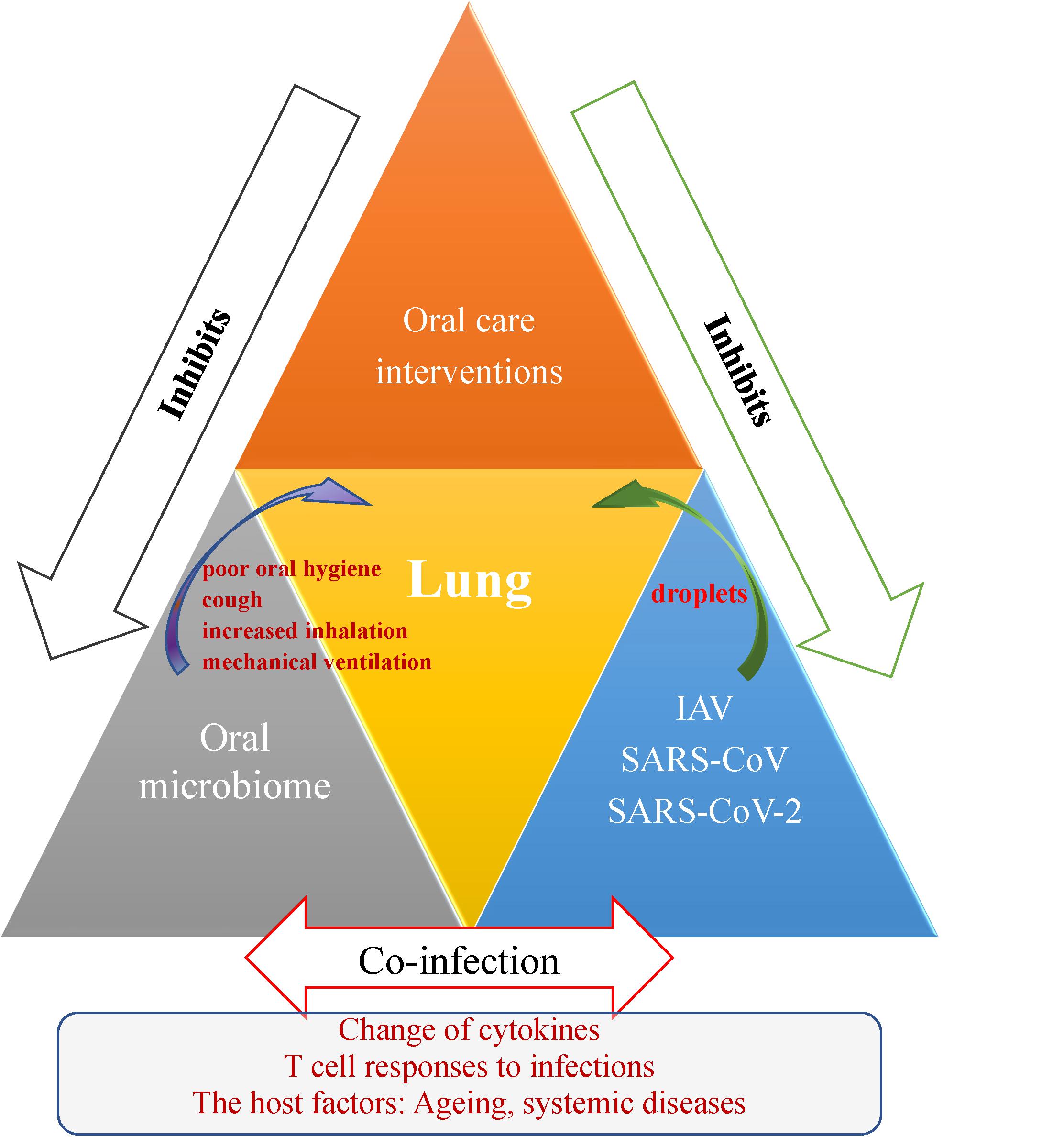 High body temperature increases gut microbiota-dependent host resistance to  influenza A virus and SARS-CoV-2 infection