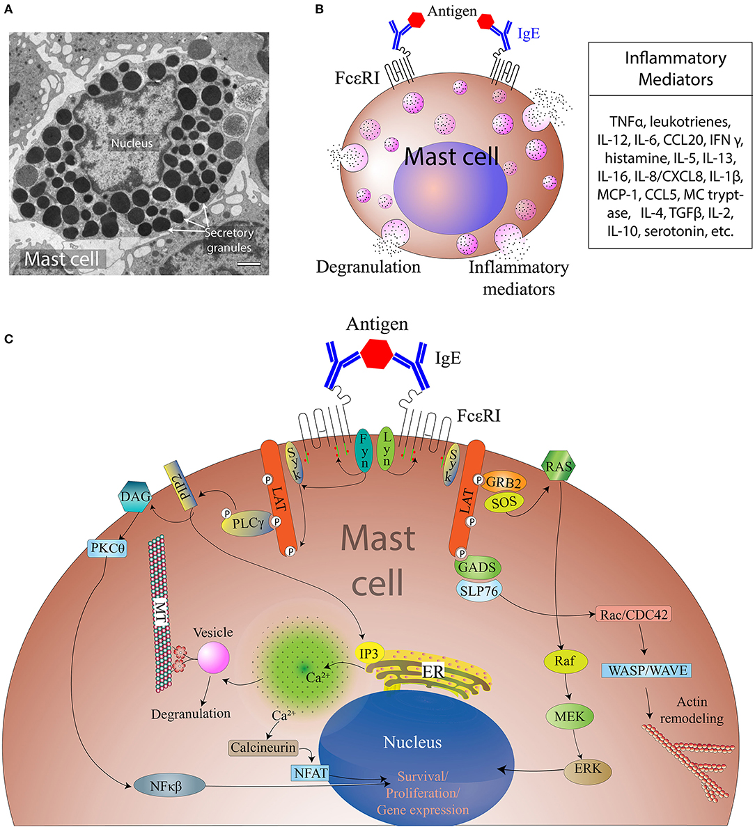 Frontiers | Emerging Roles of Mast Cells in the Regulation of Lymphatic ...