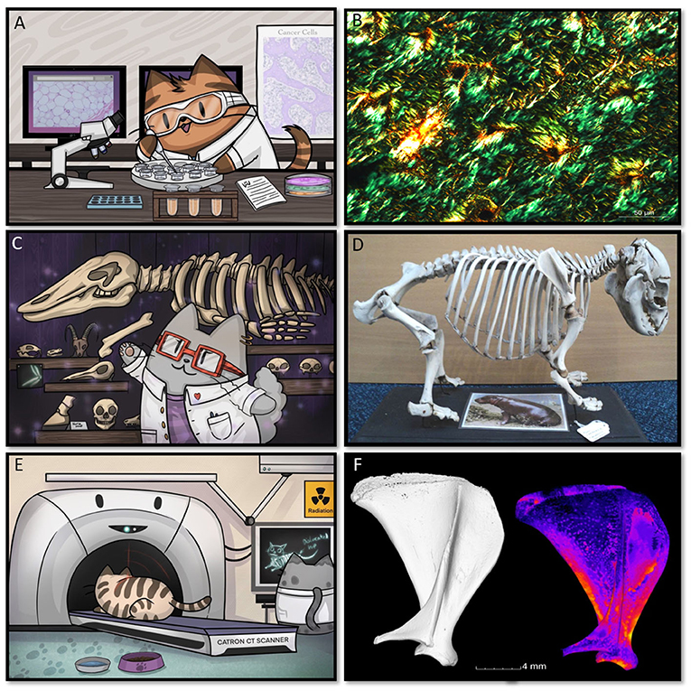 Figure 1 - (A) Microscopes are used to look at cells and tissues.