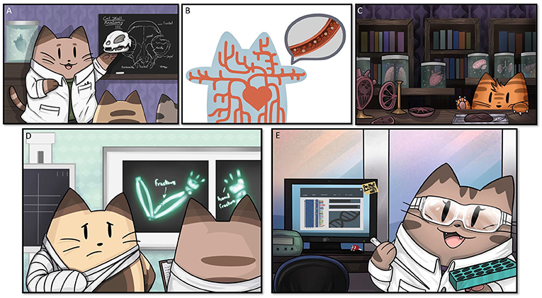 Figure 2 - Anatomy is often studied and taught using (A) skeletons, (B) models of blood vessels, and (C) organs, to help students research and understand the body and how it works.