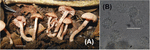 www.frontiersin.org