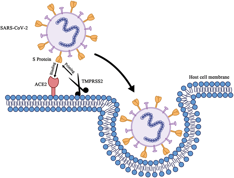 Reply to Garry: The origin of SARS-CoV-2 remains unresolved