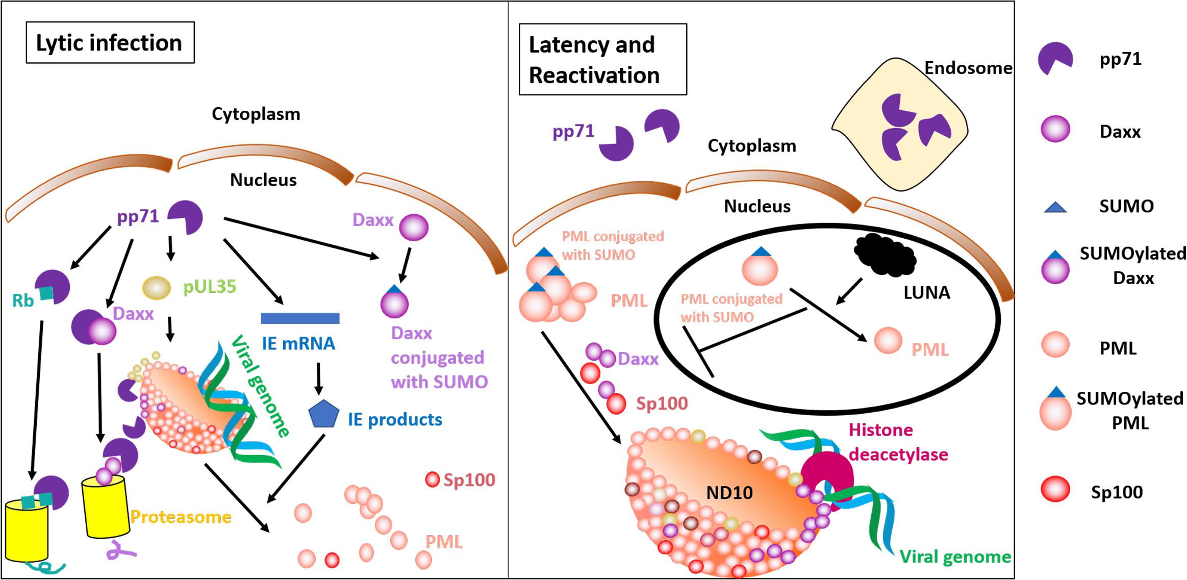 Interaction of HCMV capsid proteins SCP and MCP with the core NEC