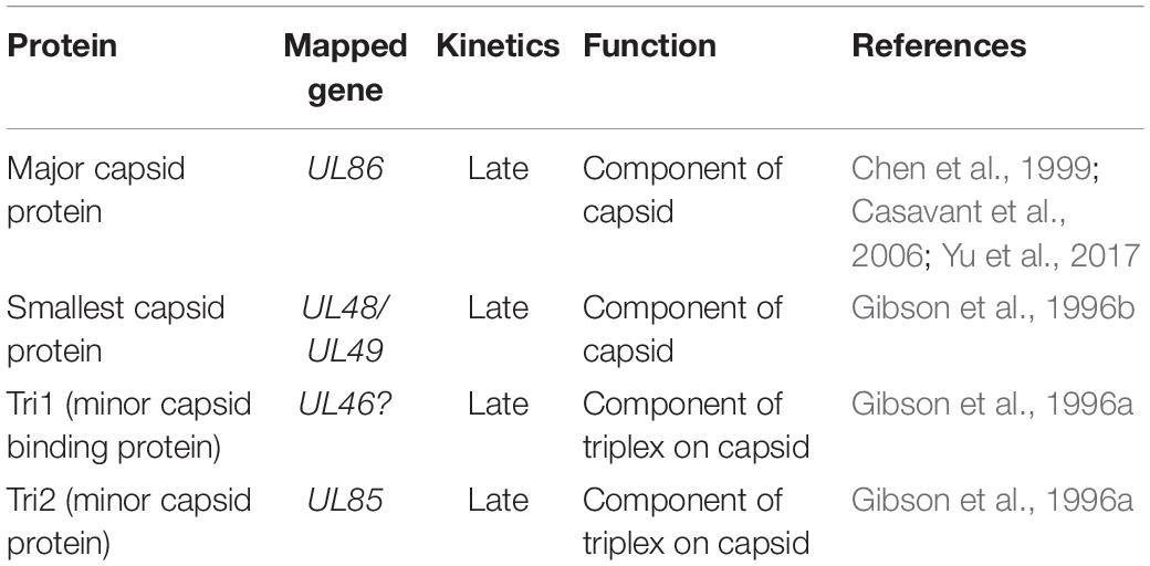 Interaction of HCMV capsid proteins SCP and MCP with the core NEC