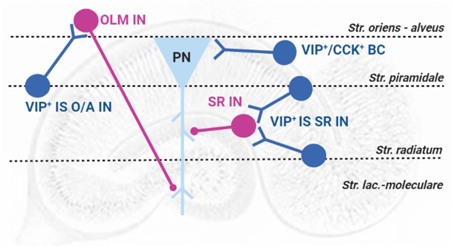 Frontiers Vip Modulation Of Hippocampal Synaptic Plasticity A Role For Vip Receptors As Therapeutic Targets In Cognitive Decline And Mesial Temporal Lobe Epilepsy Cellular Neuroscience