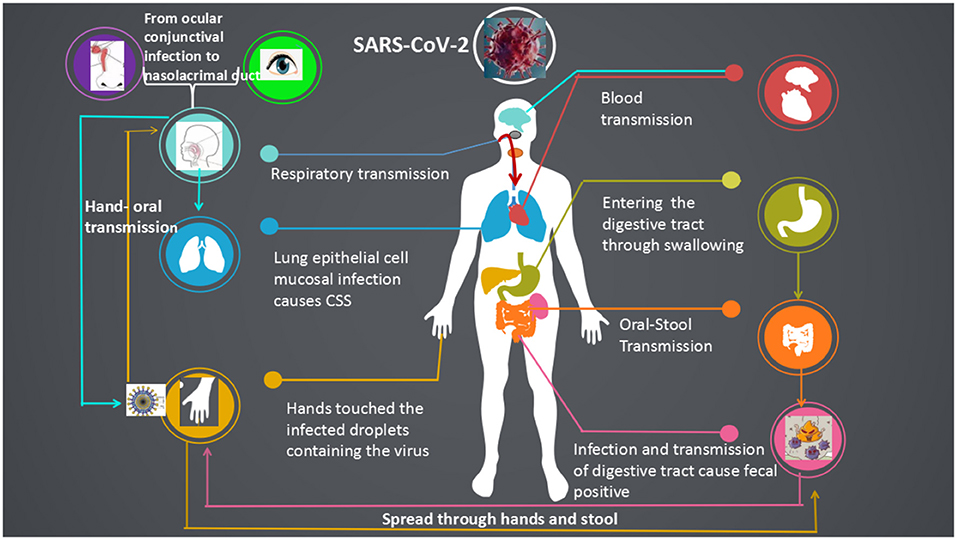 Frontiers | Transmission Routes Analysis of SARS-CoV-2: A ...