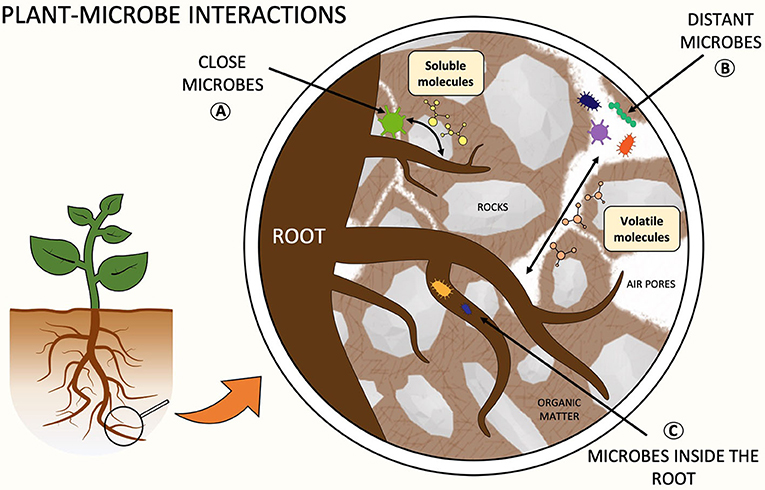 Figure 1 - Plant-microbe interactions in the rhizosphere.