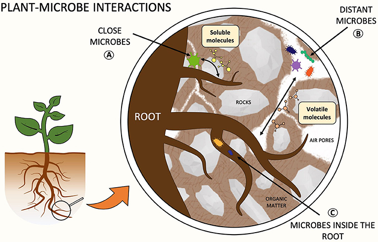 图1 -根际中的Plant-microbe交互。